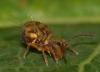 Dicyrtomina ornata